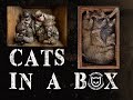 AIRSOFT WAR | CATS IN A BOX | TBC | ( ENGLISH SUBS )