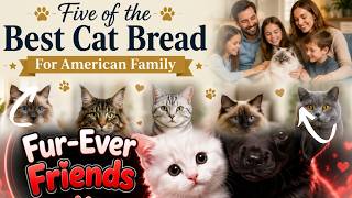 Five of the Best Cat Bread For American Family