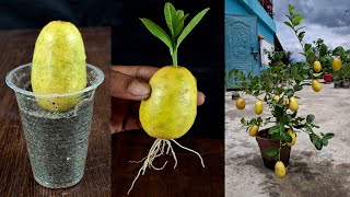 How to Grow Lemon Tree from Cutting Lemon Fruit In A Onion Water (New Techniques)