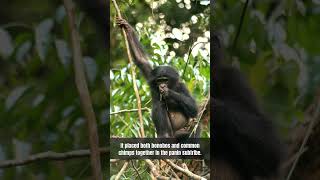 Scientists lifted the bonobo from chimp subspecies to its own species #animals #wildlife #nature