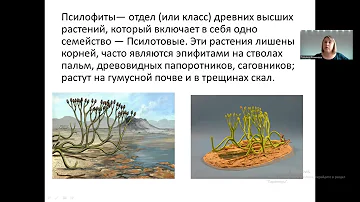 Псилофиты
