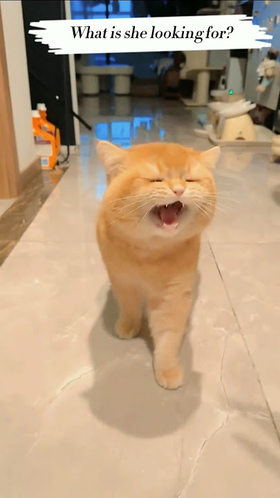 Cat sound || Cat voice || Cat  || #shorts #cat #catsound