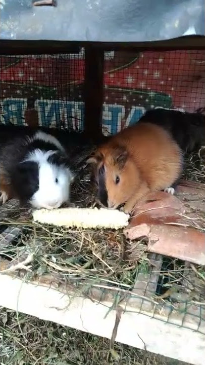 Suara marmut makan #marmut #guineapig #marmuthias #pakanmarmut #marmutlucu #suaramarmut #guineapigs