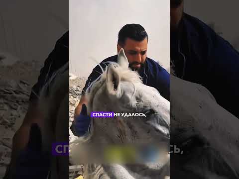 Случайный герой спас лошадей 😢
