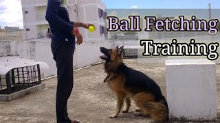 How to train your dog to fetch the ball. German shepherd dog training. German shepherd tricks.