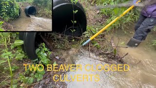 BEAVER CLOGGED CULVERTS/MASSIVE OUTFLOW!! 07/2023