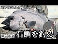 堤防から白銀のイシダイがきちゃ!!!