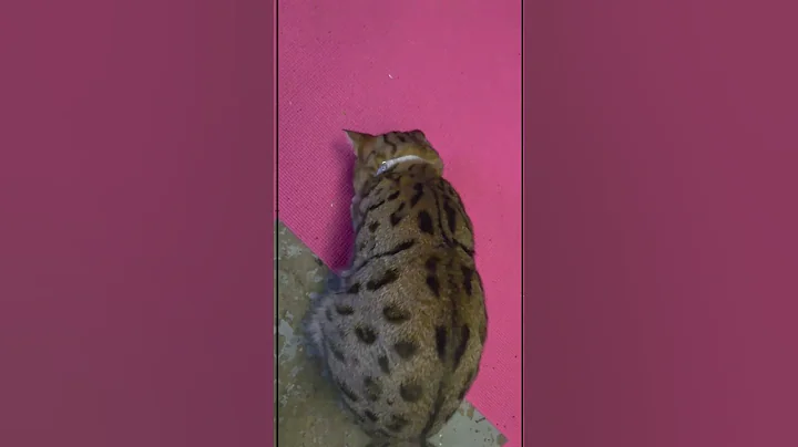 Watch the video about Bro, my mom would go feral #cat #bengalcat #catbreed #funny #alajokiartistry