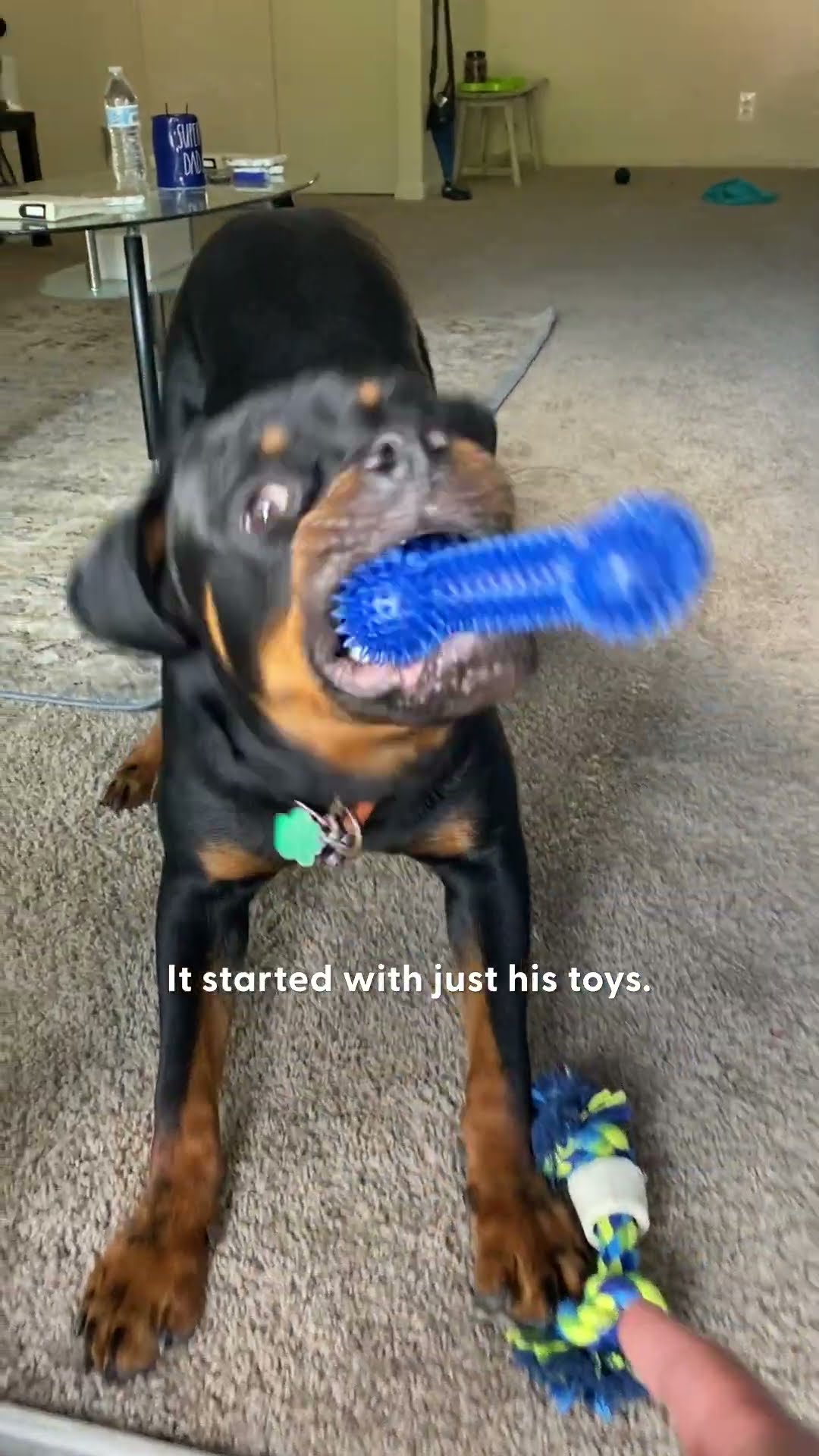 Rottie’s 'Growl' Is Actually Pure Happiness | The Dodo