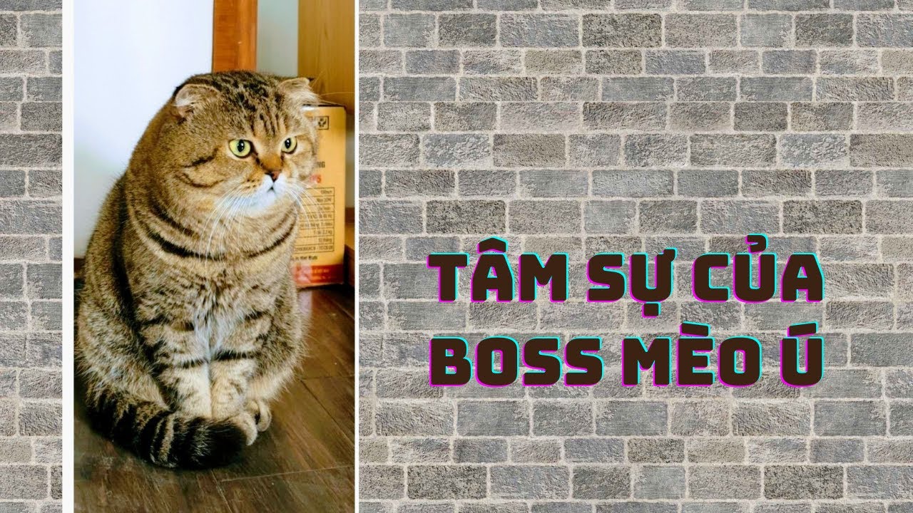 Tâm sự của Boss Mèo Ú - YouTube