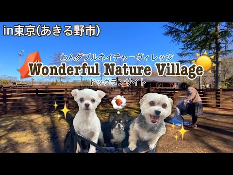 わんダブルネイチャーヴィレッジのドッグランサイトでのびのびキャンプ Youtube