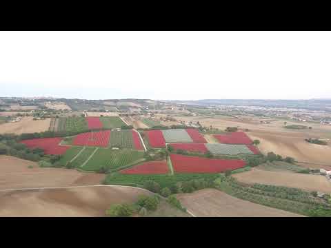 Montecosaro Alto campo rosso visto dal drone