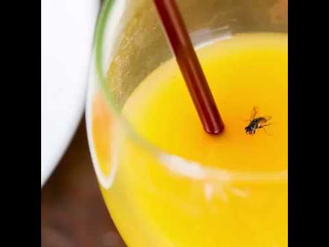 Lalat jatuh ke minuman