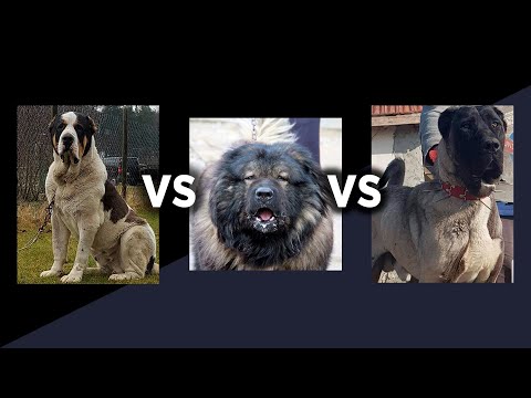 Vídeo: Característiques Dels Gossos De La Raça Pastor Asiàtic Central O Alabai