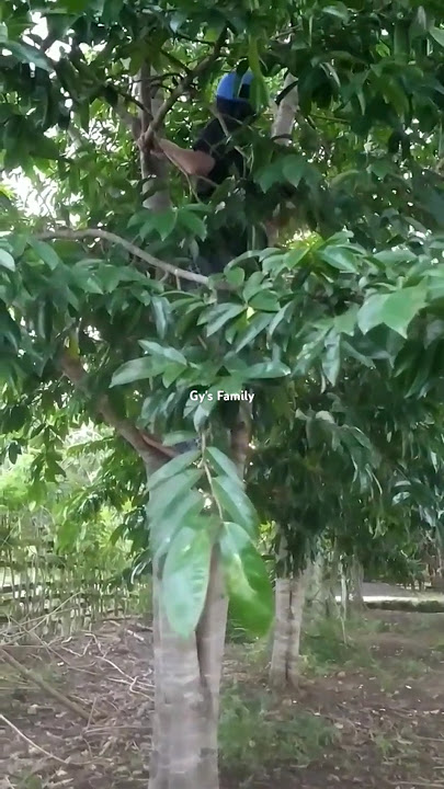 Buah sirsak banyak #berkebundihalamanrumah