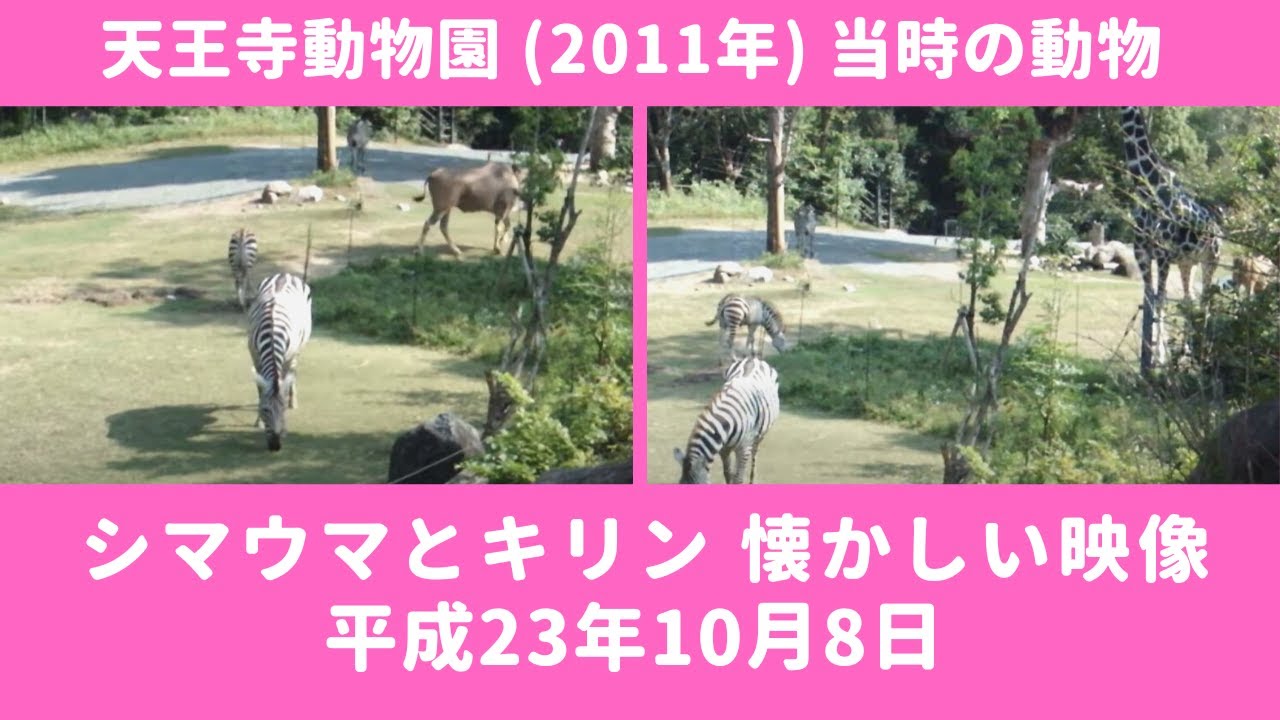 天王寺動物園 11年 シマウマとキリン Youtube
