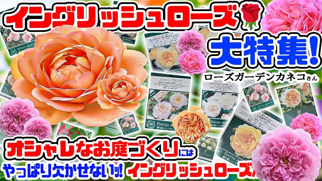 【イングリッシュローズ🌹】が