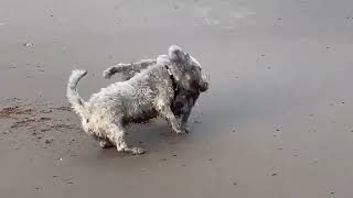 Glen Of Imaal Terriers At The Beach