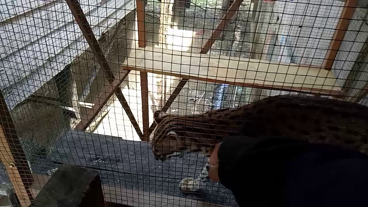 Kucing hutan sumatera dalem kandang sederhana - YouTube