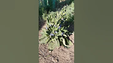 Окопник цветет / Comfrey blooms