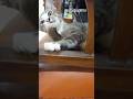 #uia #gatos #cat #kot #lovercat #catshorts #pus #kucing @sriharjumi5714