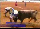 Bullfighter Flies At Fort Worth Stock Show & Rodeo