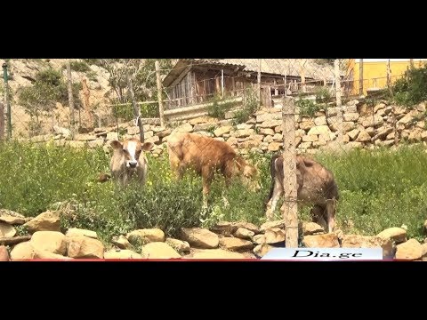 ქურდობა გორის მუნიციპალიტეტში- მარტოხელა მოხუცს პირუტყვი მოპარეს 20.05.2020