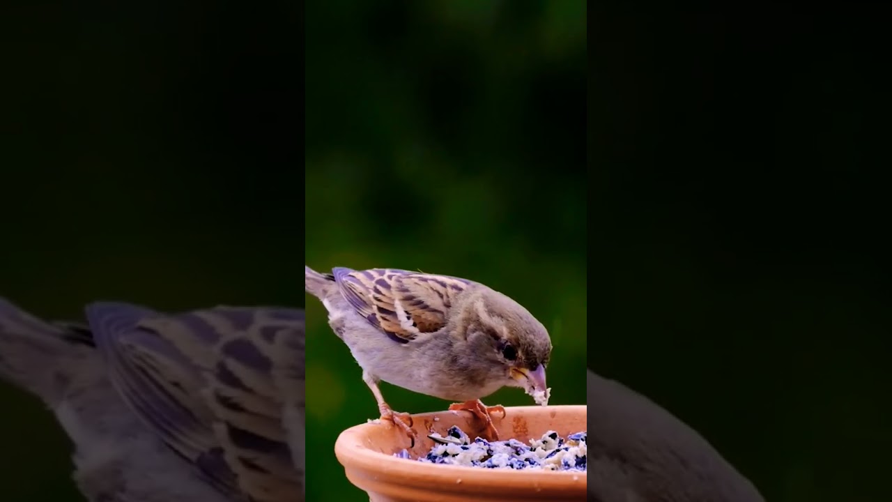 Домовый воробей (лат. Passer domesticus)