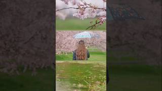 Rainy Spring Walks Under The Cherry Blossoms