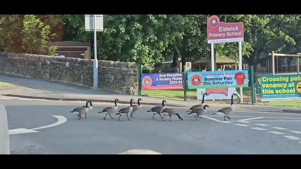 Geese going on mini roundabout on way to school  Eldwick Yorkshire