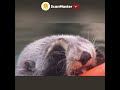 Super cute sea otter | Max & Zoe's Adventure🦊🦒