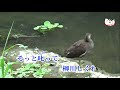 柳川しぐれ (RA Yokohama) ♫オリジナル歌手: 多岐川舞子   ♪カバ-マンリイ 歌詞付き