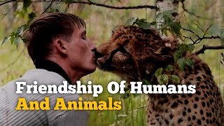 Friendship of humans and animals| Wild animals| Animals