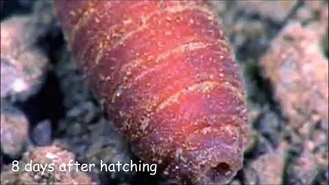 Forensic Entomology Blowfly Project