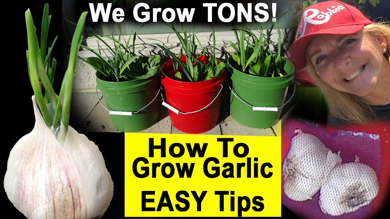 How To Grow Garlic EASY Guide Tricks We have TONS Growing Everywhere