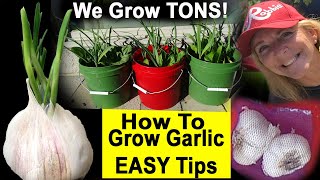 How To Grow Garlic EASY Guide Tricks - We have TONS Growing Everywhere Ground or Container Gardening