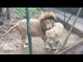White Angry Lions Mating at a ZOO 2015