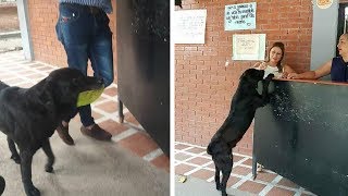 Clever Dog Learns That He Can Use A Leaf To ‘Buy’ Treats At The Store by NΞXTA 7,013 views 5 years ago 1 minute, 24 seconds