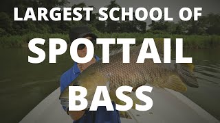 Largest School Of Png Spottail Bass Ever Caught On Tape