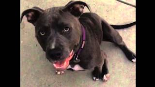 Pitbull with torn ccl's in both her knees sitting with visible discomfort