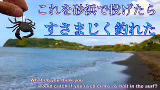 捕まえたカニを餌にサーフで釣りしたら大物が爆釣してすごかった