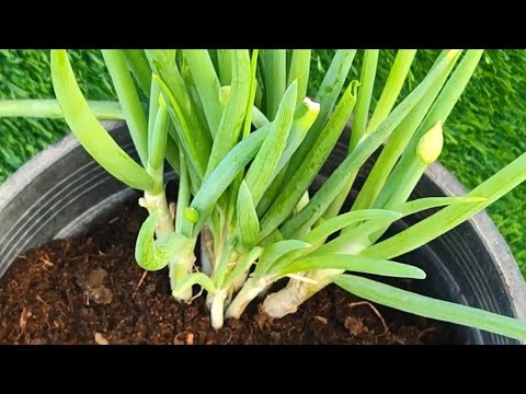 איך לגדל בצל ירוק