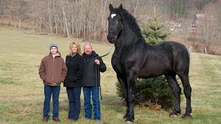 CABALLOS IMPRESIONANTES (10 razas de caballos que no creerás que existen)