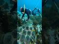 Cleaning sea urchins#foryou #works #ytshorts #didyouknow
