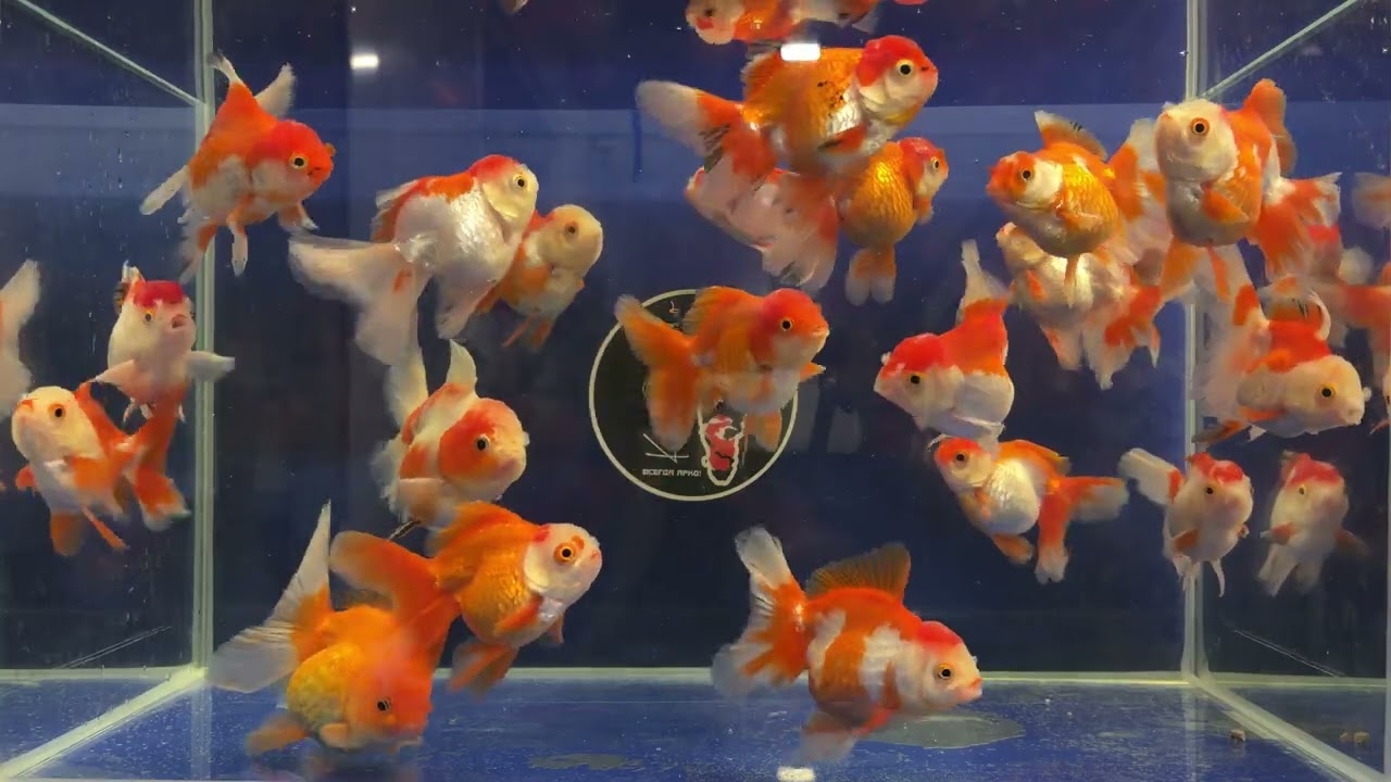 Оранда хвост роза красно-белая 10см