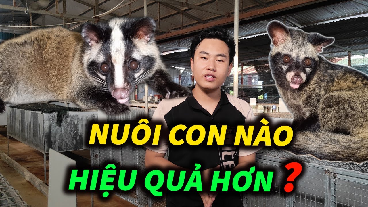 Nên Chăn Nuôi Con Chồn Hương hay Chồn Mốc? Câu Trả Lời Có Trong Video ...