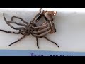 Most Used How do spiders shed their skin 