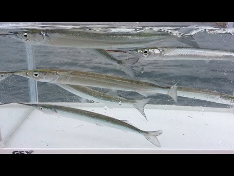 ダツは超危険 釣り人やダイバーに刺さる事故が起こりやすいサヨリに似た魚