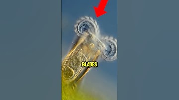 Scientists Were Shocked When They Saw THIS Under a Microscope