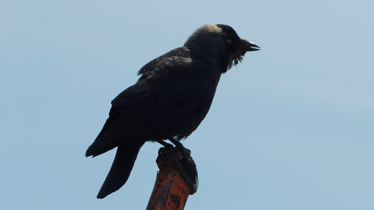 Jackdaw
